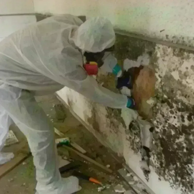 Mold Remediation and Removal in Waterloo, IL